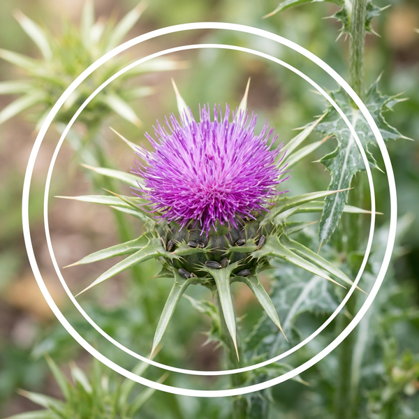 Milk Thistle Extract