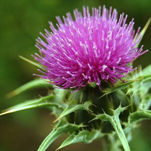 Purple milk thistle flower